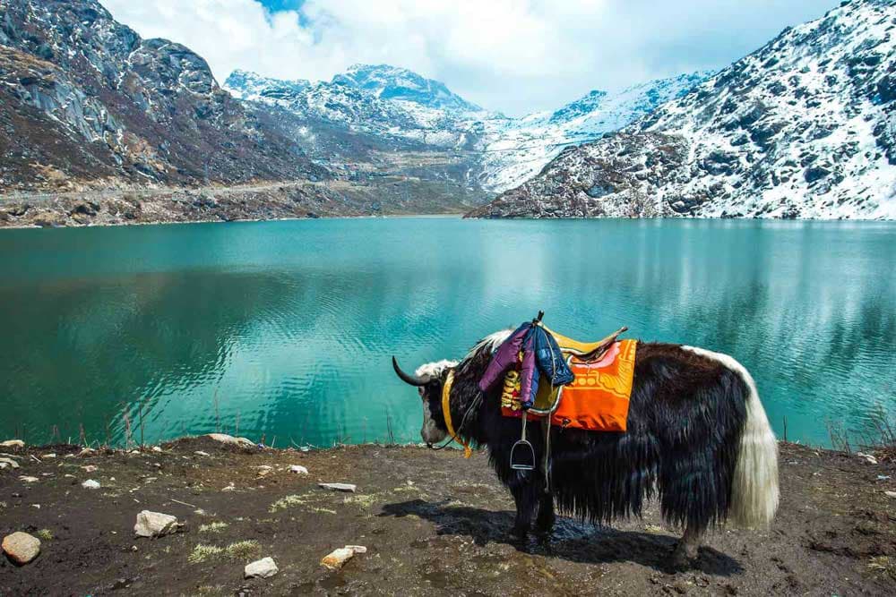 A yak beside a turquoise mountain lake and snowy peaks in Sikkim