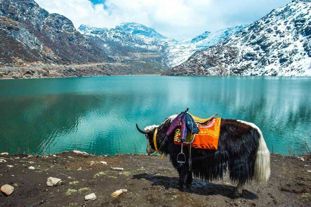 A yak beside a turquoise mountain lake and snowy peaks in Sikkim